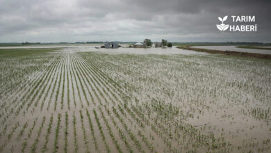 Altyapı sorunları tarımı olumsuz etkiliyor