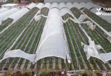 Antalya'daki Sel Felaketinden Etkilenen Çiftçilere 586 Milyon Lira Destek