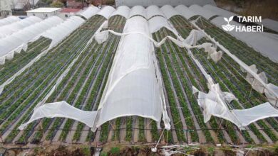 Antalya'daki Sel Felaketinden Etkilenen Çiftçilere 586 Milyon Lira Destek