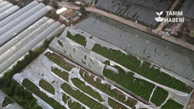 Şiddetli Yağışların Maddi Zararı 300 Milyon Lira Civarında