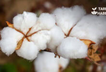 Türkiye genelinde buğday üretimi artarken pamukta düşüş devam ediyor