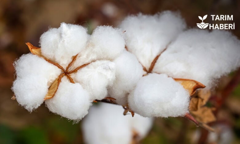 Türkiye genelinde buğday üretimi artarken pamukta düşüş devam ediyor