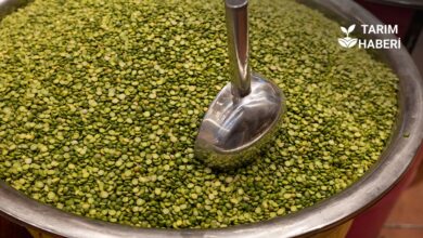 Ege Bölgesi tarım ihracatı