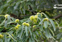 Kestane kanseri ile mücadele