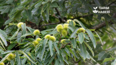 Kestane kanseri ile mücadele