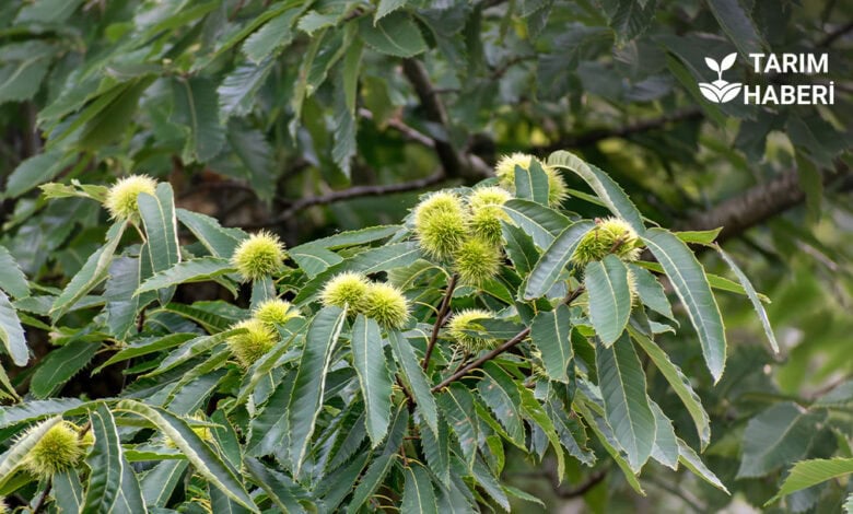 Kestane kanseri ile mücadele