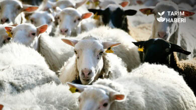 Kırsalda bereket, küçükbaşa destek projesi