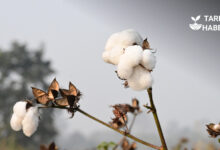 Yanlış tarım politikaları