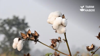 Yanlış tarım politikaları