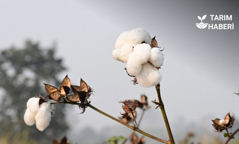 Yanlış tarım politikaları