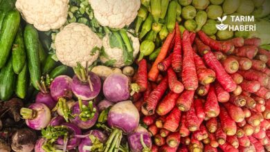 TARIM-ÜFE Ocak 2026 raporu