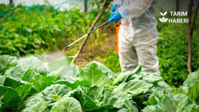Türkiye'de Ruhsatlı, AB'de Yasaklı: Tarım İlaçları