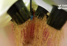 Aeroponik tarım nedir, nasıl yapılır