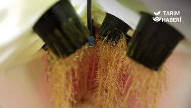 Aeroponik tarım nedir, nasıl yapılır