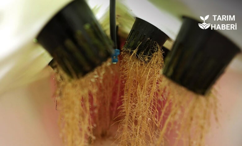 Aeroponik tarım nedir, nasıl yapılır