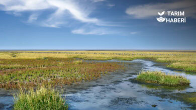 Avrupa Birliği Çevre ve İklim Projeleri İçin 103 Milyon Euro Fon Ayırdı