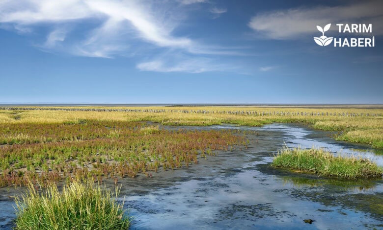 Avrupa Birliği Çevre ve İklim Projeleri İçin 103 Milyon Euro Fon Ayırdı