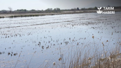 TZOB Başkanı Şemsi Bayraktar Afetzede Çiftçiler İçin Acil Destek İstedi