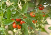 Domates hastalıkları ile mücadele