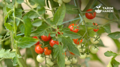 Domates hastalıkları ile mücadele