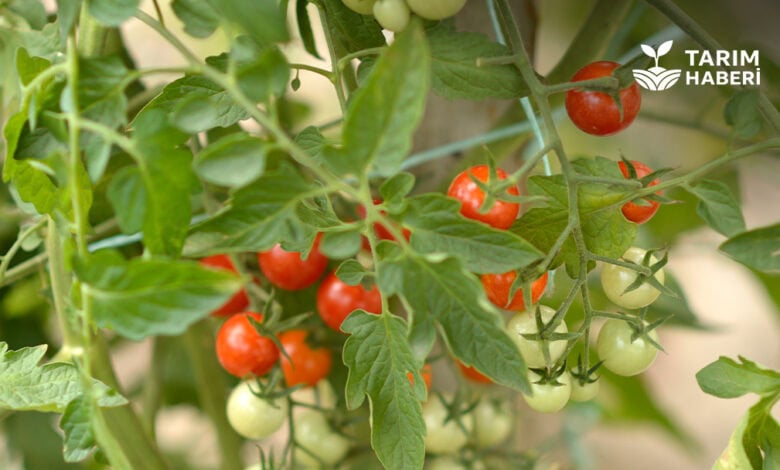 Domates hastalıkları ile mücadele