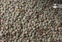 Temel Gıda Ürünlerinde İhracat ve İthalat Kuralları Değişti