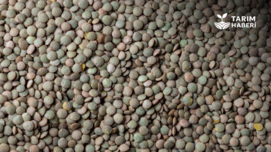 Temel Gıda Ürünlerinde İhracat ve İthalat Kuralları Değişti