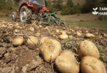 İran'da Patates İhracatına Yasak Geldi