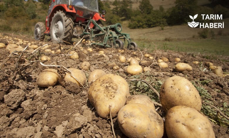 İran'da Patates İhracatına Yasak Geldi