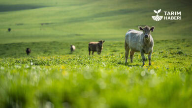Organik hayvancılık nasıl yapılır