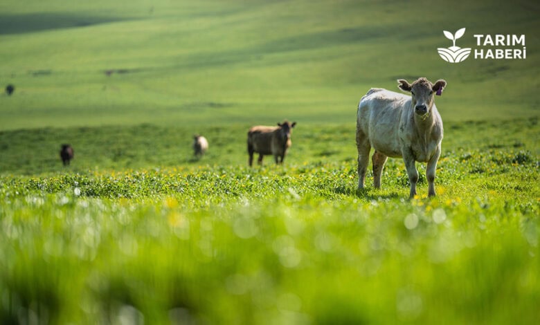 Organik hayvancılık nasıl yapılır