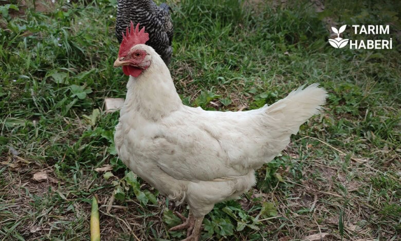 Tavuk hastalıkları mücadelesi