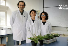 Türk bilim insanları Mars toprağında domates yetiştirdi