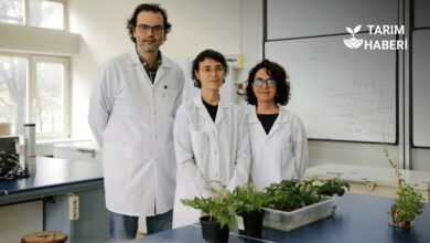 Türk bilim insanları Mars toprağında domates yetiştirdi