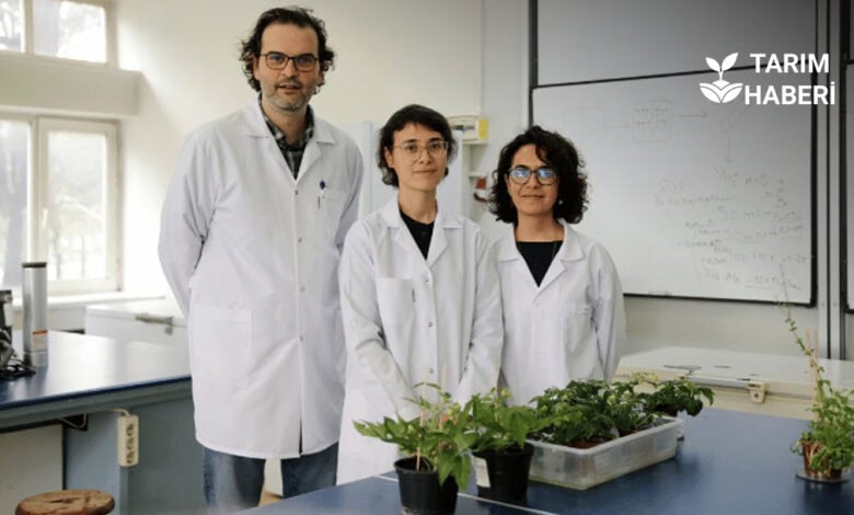 Türk bilim insanları Mars toprağında domates yetiştirdi