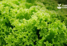 Kıvırcık marul koyun yemi oldu