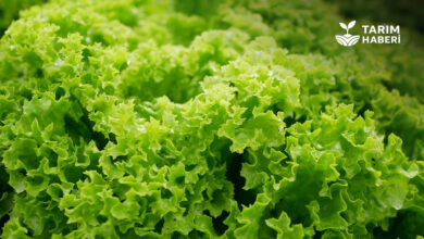 Kıvırcık marul koyun yemi oldu