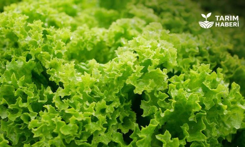 Kıvırcık marul koyun yemi oldu