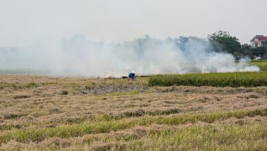Aydın'da 5 Tarım Arazisi Yangını: 4'ü Söndürüldü, Biri Sürüyor Aydın'da 5 Tarım Arazisi Yangını: 4'ü Söndürüldü, Biri Sürüyor