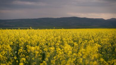Çorum'da Bakanlık Destekli Kanola Üretiminde İlk Hasat Gerçekleşti Çorum'da Bakanlık Destekli Kanola Üretiminde İlk Hasat Gerçekleşti