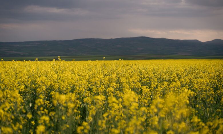 Çorum'da Bakanlık Destekli Kanola Üretiminde İlk Hasat Gerçekleşti Çorum'da Bakanlık Destekli Kanola Üretiminde İlk Hasat Gerçekleşti