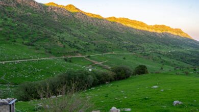 Erbil Tarım Müdürü: Kürdistan Bölgesi Ürünlerinin %66'sı İhracata