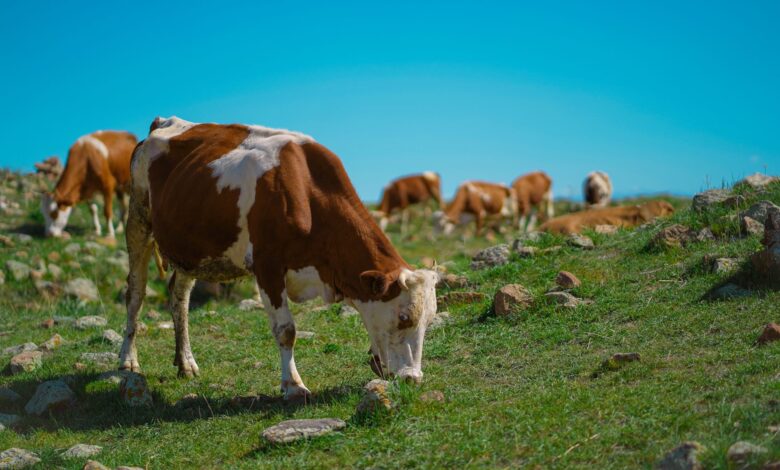 Kars'ta Devam Eden Su ve Tarım Yatırımları Kars'ta Devam Eden Su ve Tarım Yatırımları