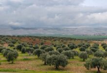 Suriye ve BAE Tarım ve Gıda Güvenliği İçin Mutabakat İmzaladı