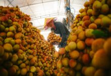 Tarım Ürünleri İhracatına Kolaylaştırma Önerisi Gündemde