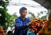 Vietnam Tarım ve Orman Ürünleri İhracatına Yeni Temel Oluşturdu
