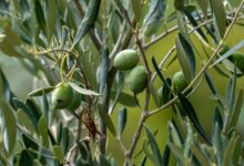 Tarım Müdürlüğü'nden Zeytin Üreticilerine Kritik Kabuklubit Uyarısı