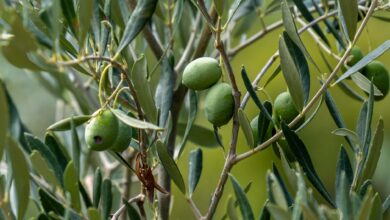 Tarım Müdürlüğü'nden Zeytin Üreticilerine Kritik Kabuklubit Uyarısı Tarım Müdürlüğü'nden Zeytin Üreticilerine Kritik Kabuklubit Uyarısı