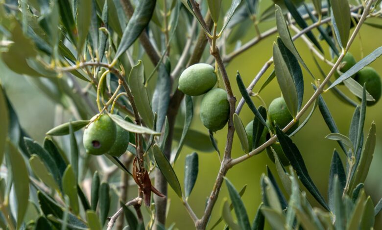Tarım Müdürlüğü'nden Zeytin Üreticilerine Kritik Kabuklubit Uyarısı Tarım Müdürlüğü'nden Zeytin Üreticilerine Kritik Kabuklubit Uyarısı