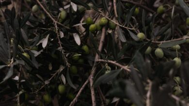Tarihi Zeytin Mirası, Sağlıklı Gelecek İçin İyi Tarım Gereğini Vurguluyor